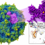 CryoEM